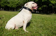Collare con fodera, larghezza 50 mm per Bulldog americano Collare con fodera, larghezza 50 mm per Bulldog americano